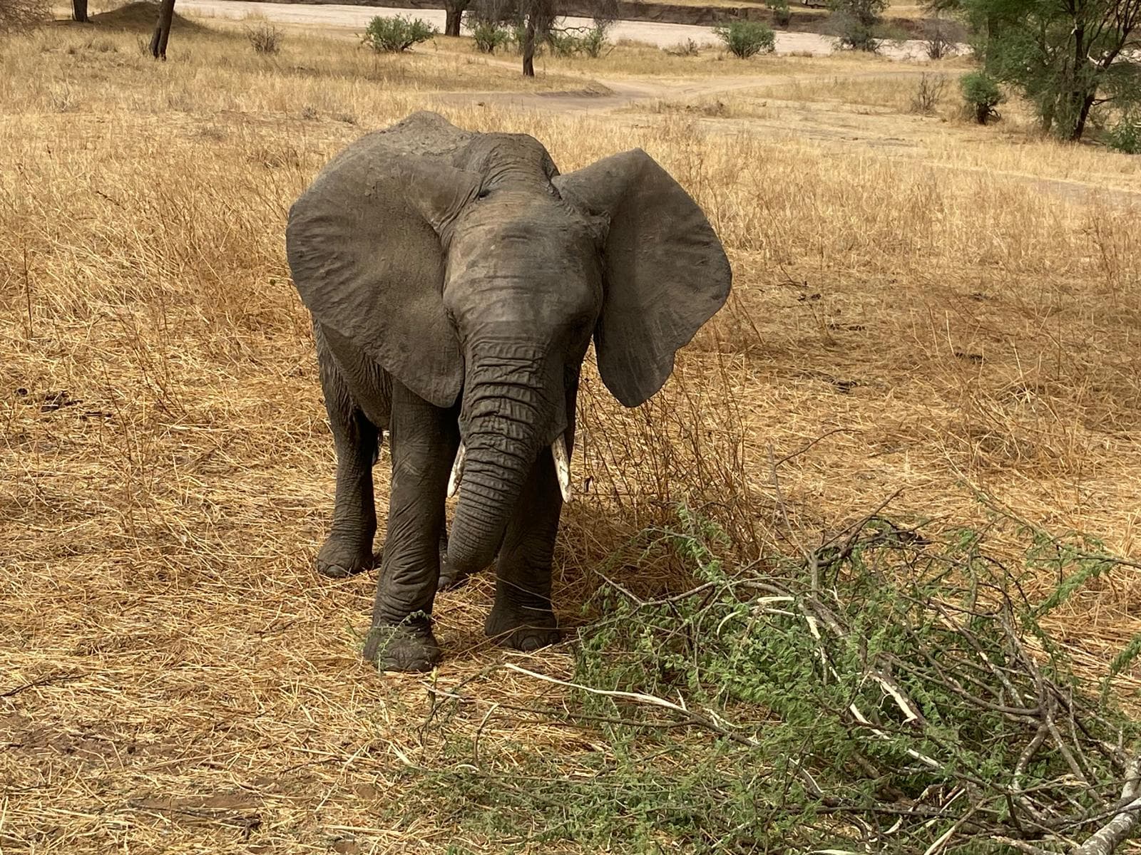 Tarangire-Nationalpark — Tansania — 3 Tage