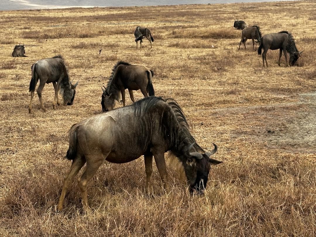 Nationalparks in Tansania