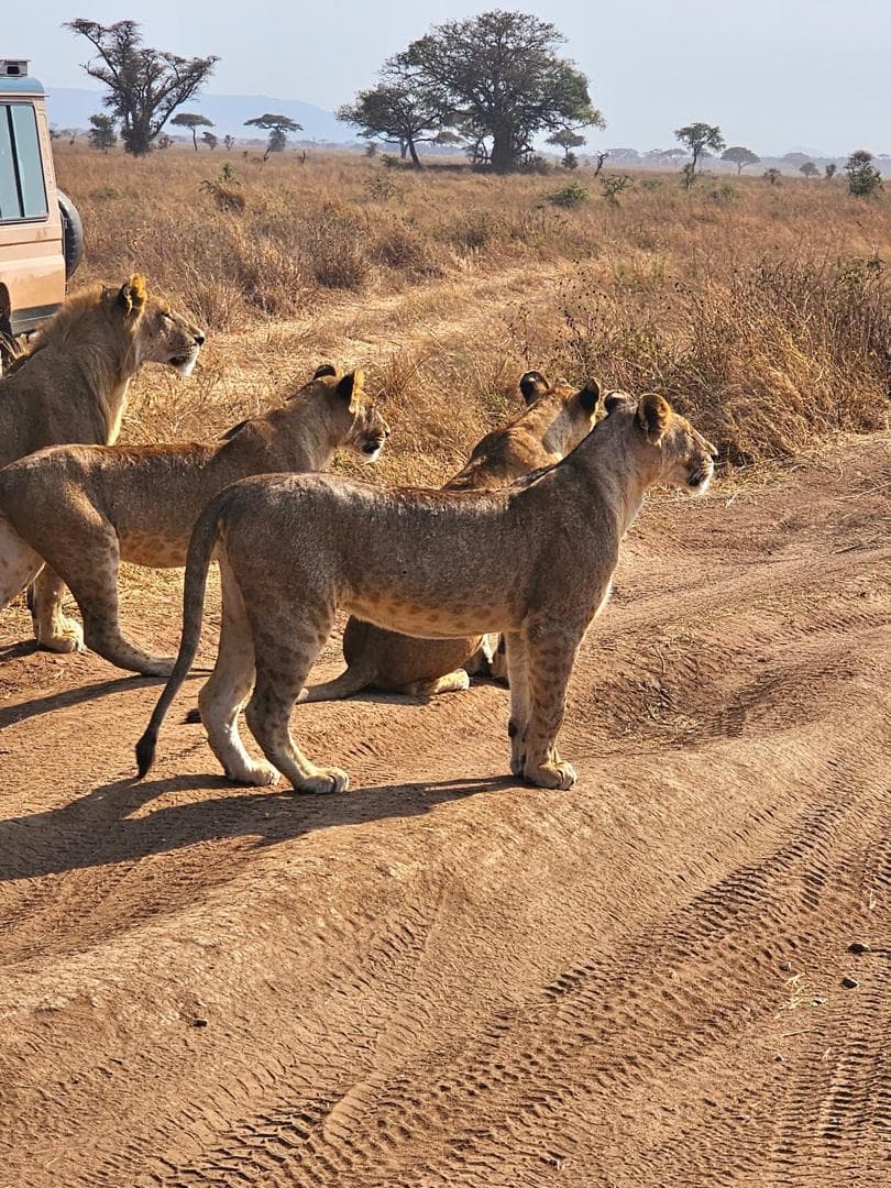 3 Tage Big Five Safari — 3 TAGE