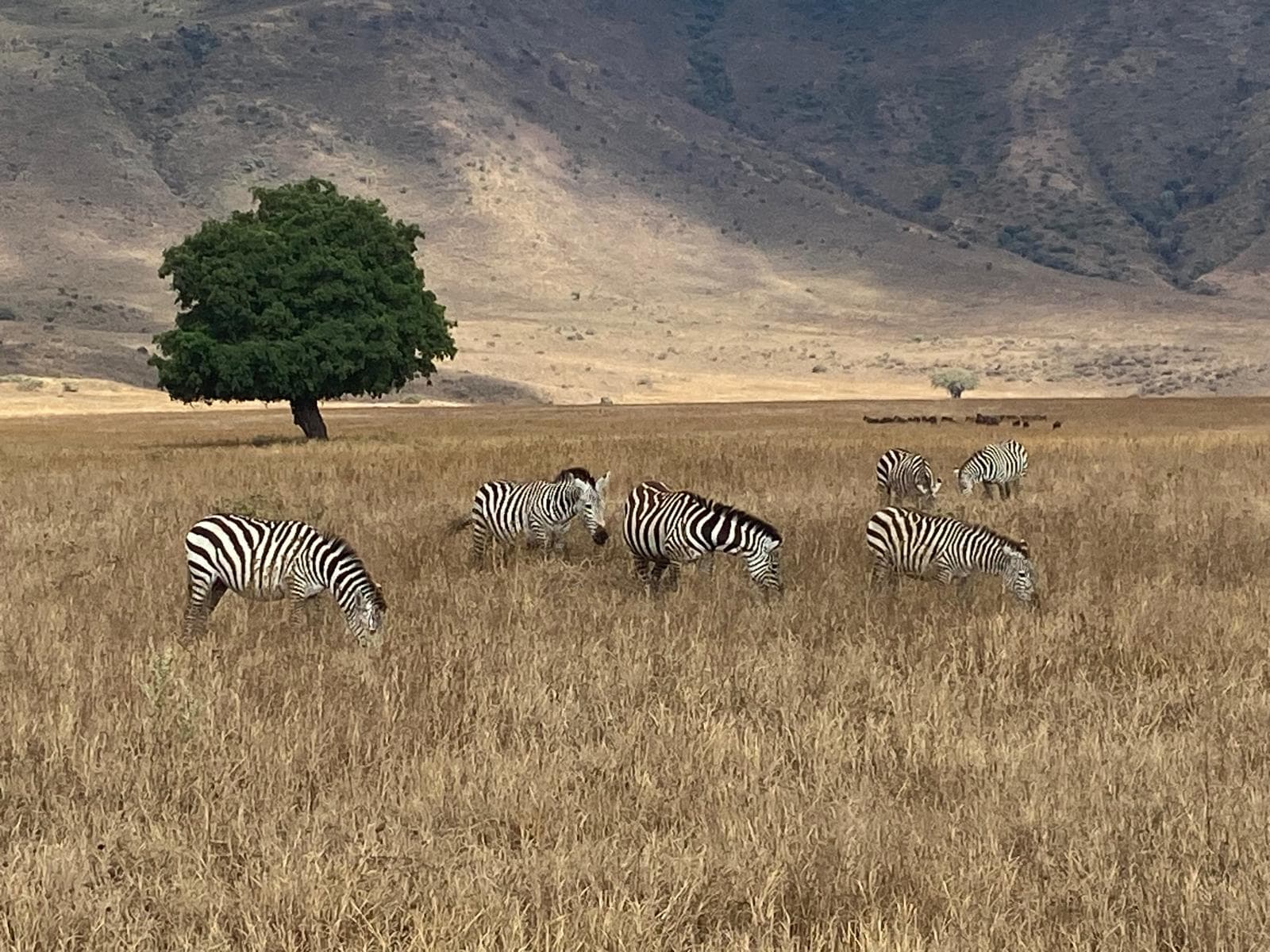 Zebras crossing the Serengeti plains