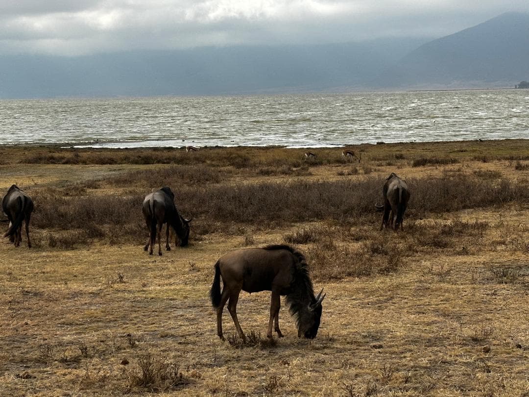 Ngorongoro