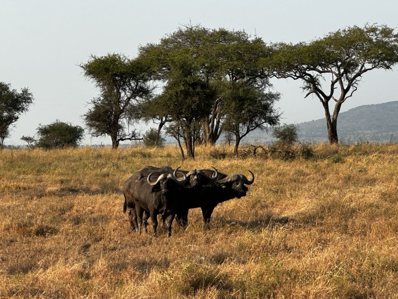 3 Tage Big Five Safari — 3 TAGE