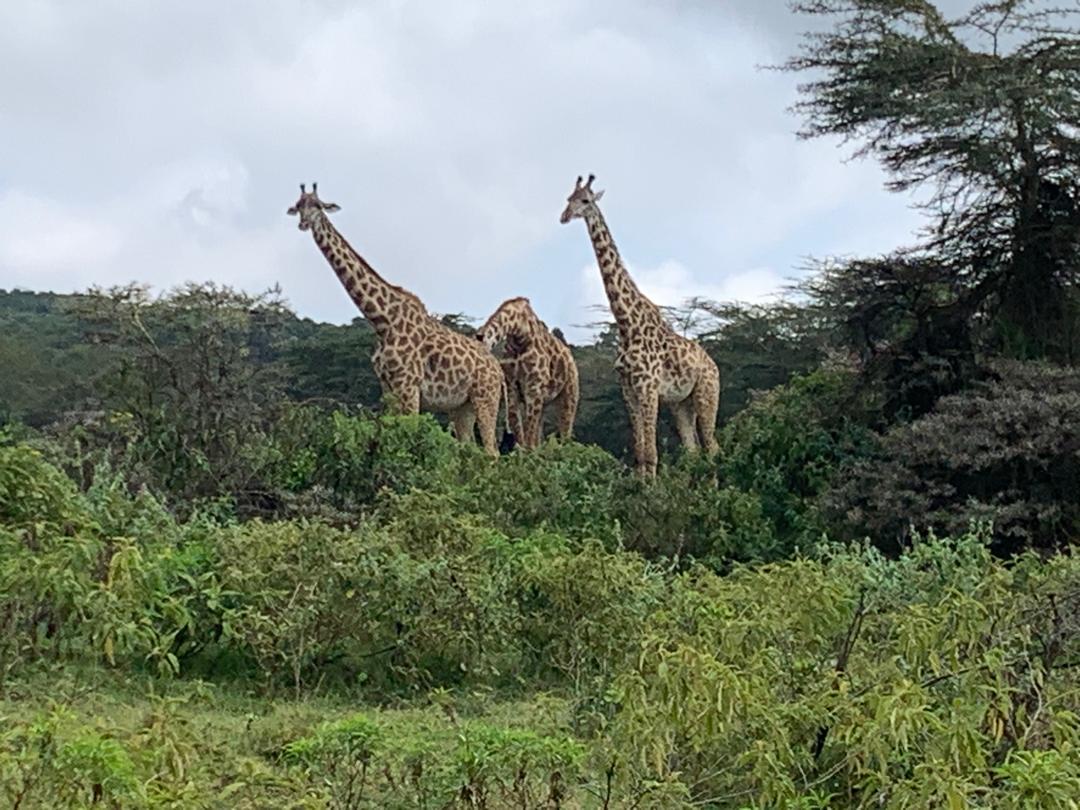 4 Days Mount Meru Trek - Arusha