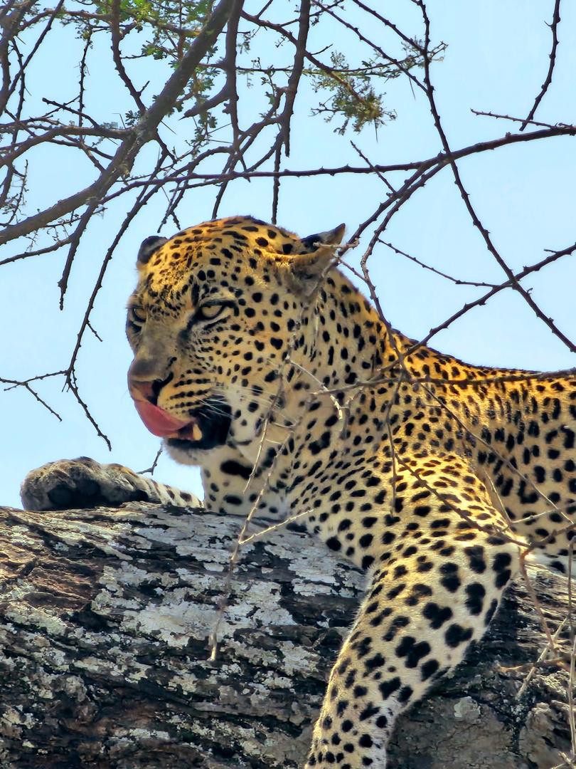 Manyara