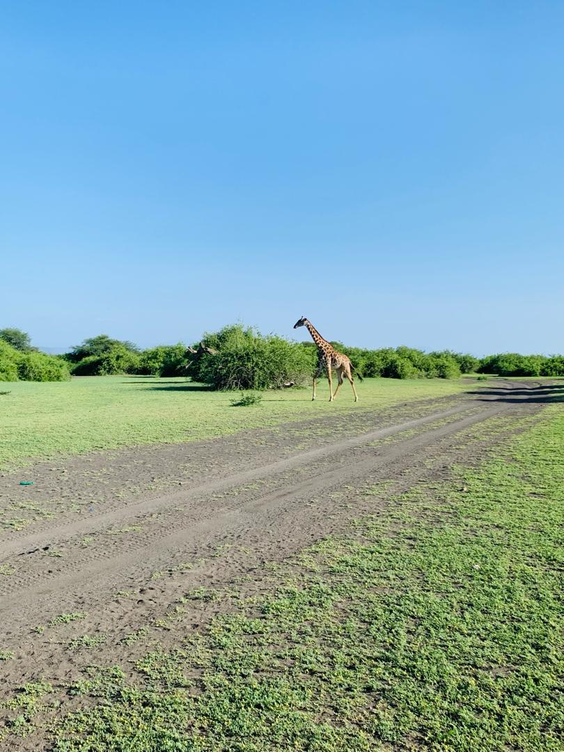 7-Day Serengeti Safari
