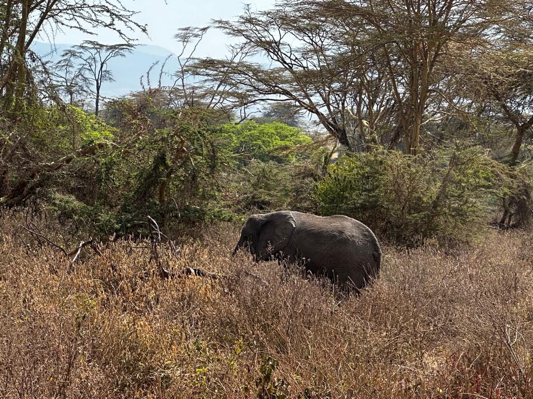 Safari adventure in Tanzania
