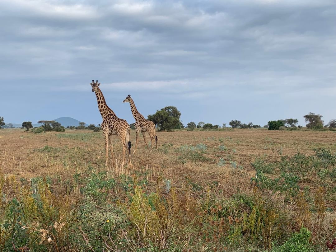 Safari adventure in Tanzania