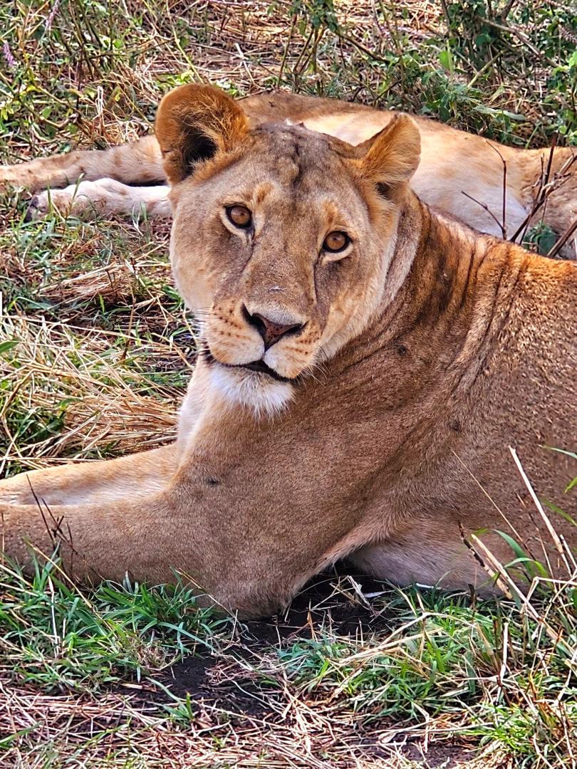 Safari adventure in Tanzania