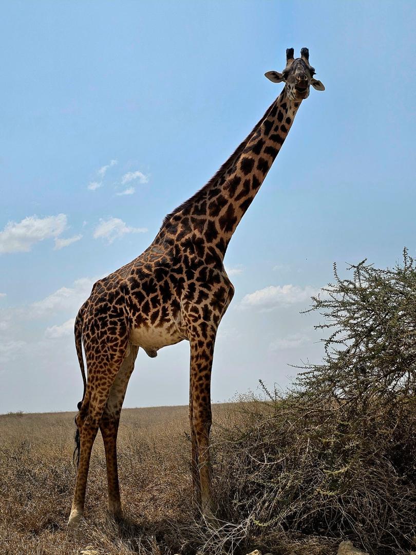Safari adventure in Tanzania
