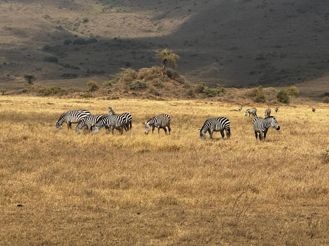 Safari adventure in Tanzania